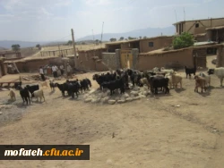 پخش اردوی جهادی از سیما