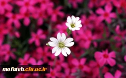 قابل توجه دانشجویان پذیرفته شده در آزمون استخدامی 2