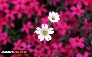 قابل توجه دانشجویان پذیرفته شده در آزمون استخدامی