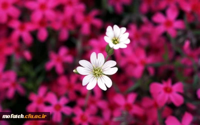 قابل توجه دانشجویان پذیرفته شده در آزمون استخدامی