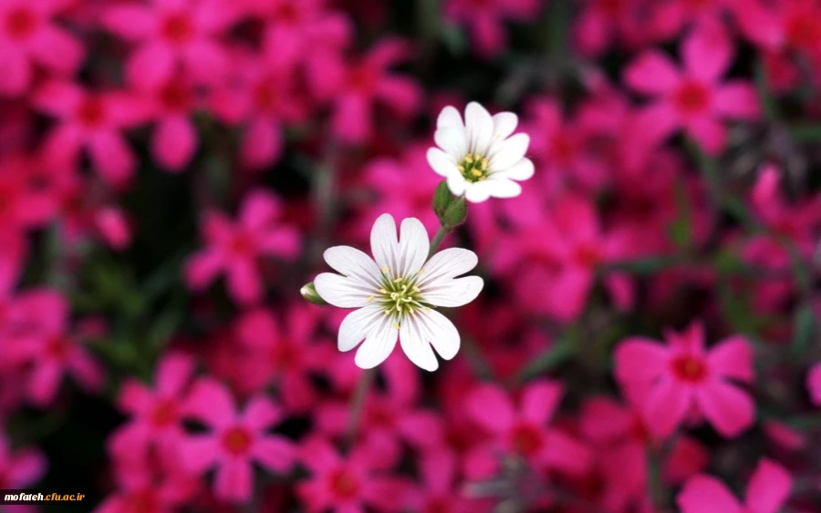 قابل توجه دانشجویان پذیرفته شده در آزمون استخدامی 2