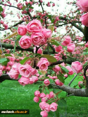 نشست صمیمانه اعضای خانواده پردیس شهید مفتح در پایان سال 95