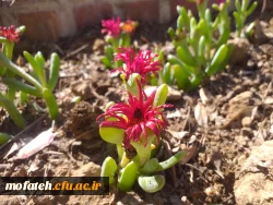 برگی دیگر از خدمات 3