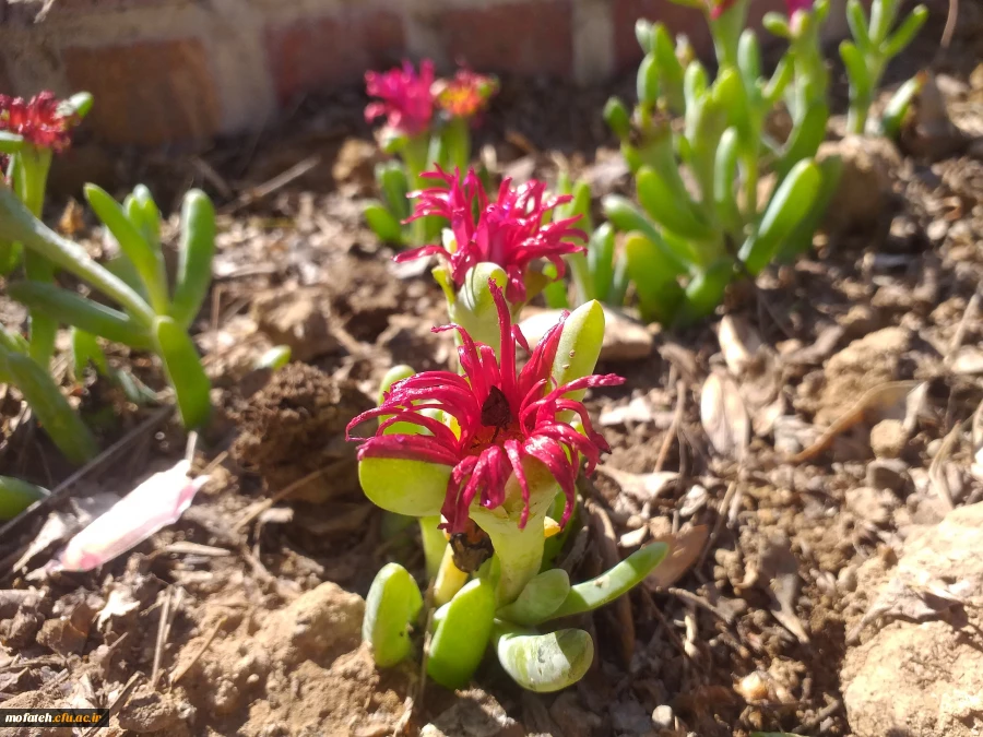 برگی دیگر از خدمات 3