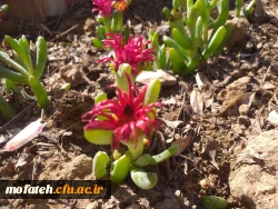 برگی دیگر از خدمات 4