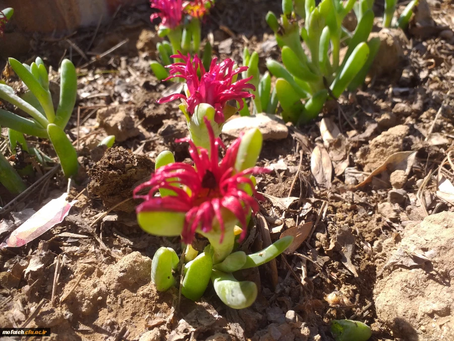 برگی دیگر از خدمات 4