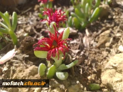 برگی دیگر از خدمات 5