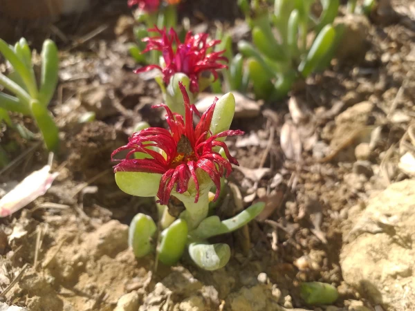 برگی دیگر از خدمات 5