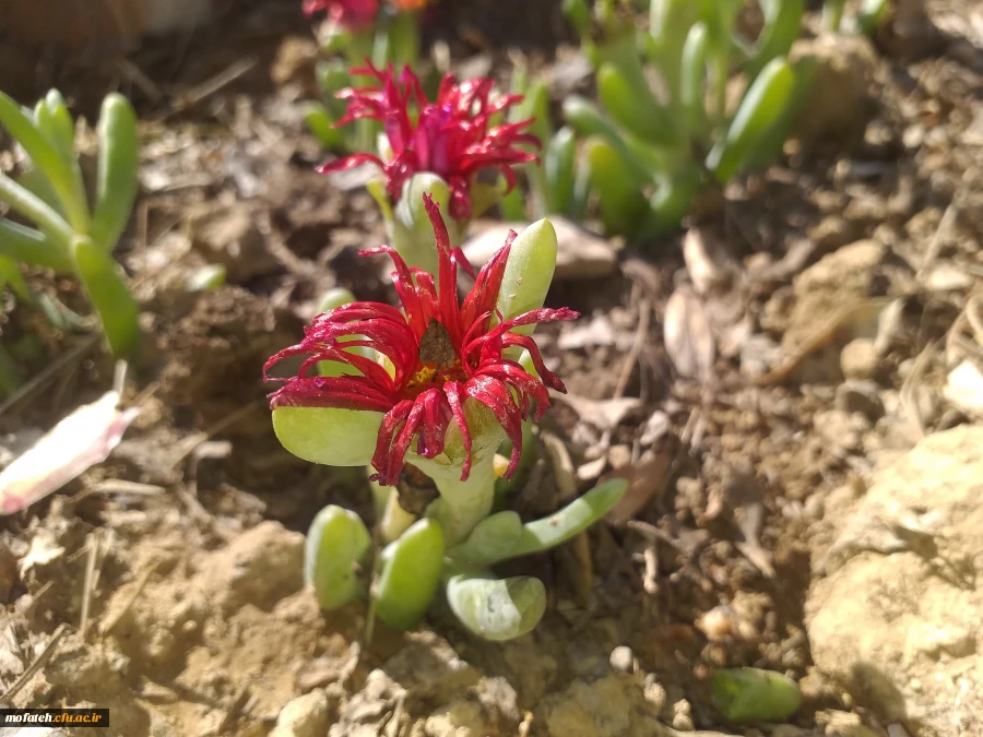 برگی دیگر از خدمات 5