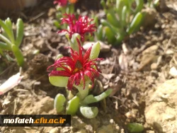 برگی دیگر از خدمات 6