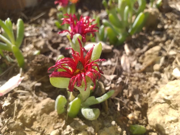 برگی دیگر از خدمات 6