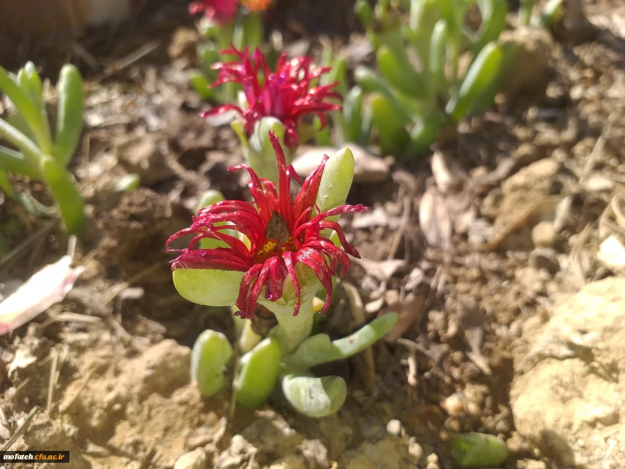 برگی دیگر از خدمات 6