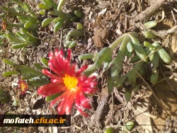 برگی دیگر از خدمات 11