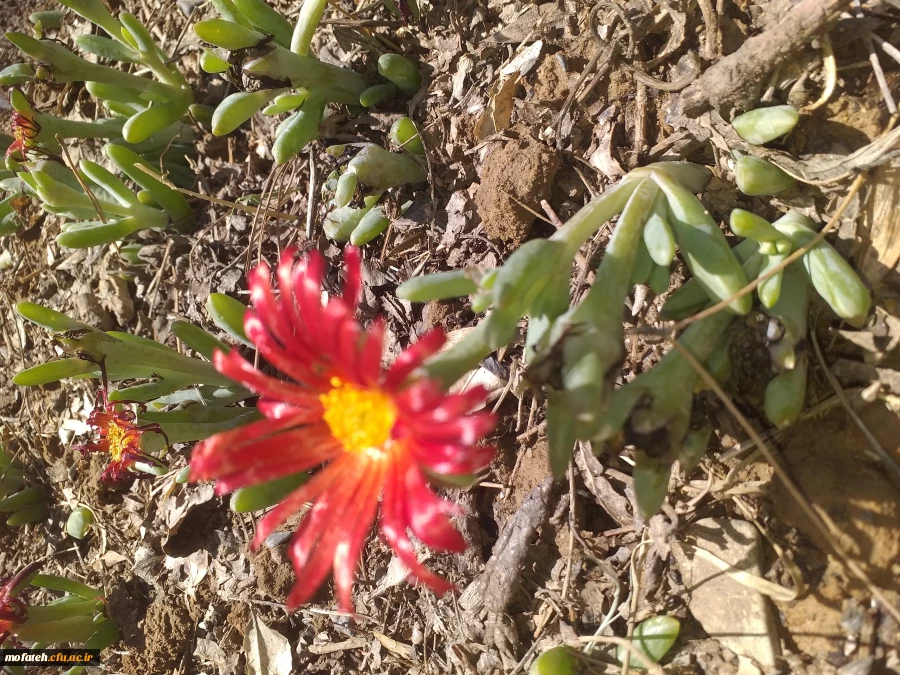 برگی دیگر از خدمات 11